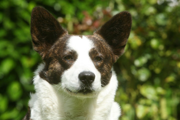 portrait de welsh corgi