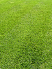 Green Grass Background 3
