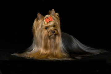 Naklejka premium Yorkshire terrier