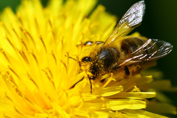 macro bee on yellow dandelion flower