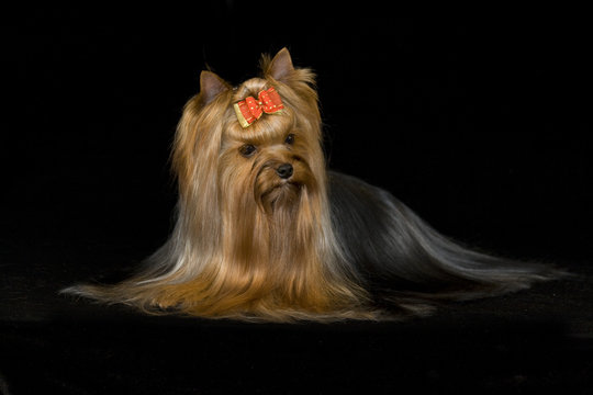 Yorkshire terrier