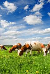 cow farm