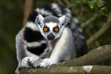 ringtailed lemur looking straight ahead in forest - 9100191