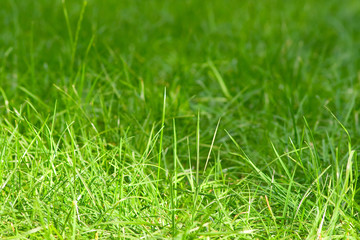 Beautiful grass field texture