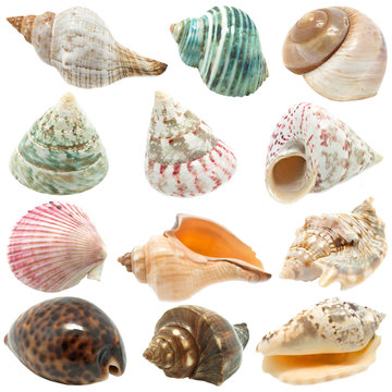 An image of seashells on white background
