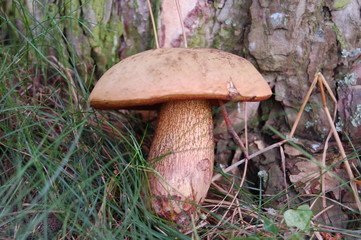 der pilz