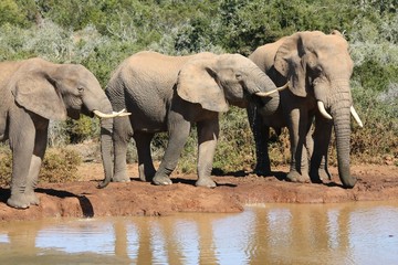 Three large African elephant bulls at a water hole