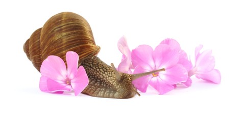 Snail in pink flowers