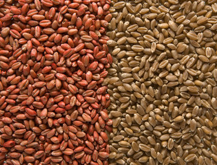 Weizen, gebeizt und ungebeizt