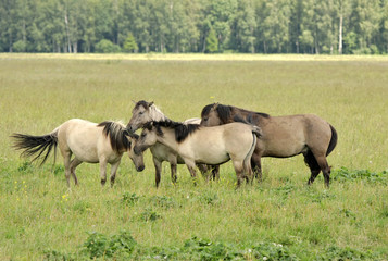 Naklejka na ściany i meble Group of horses grazing on the meadow