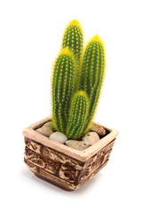 domestic cactus isolated on white