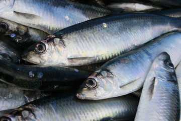 Hering