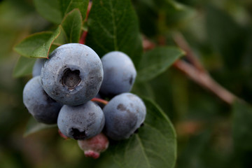 Blueberries
