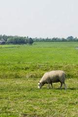 Fototapeta premium sheep in green farmland in the meadows