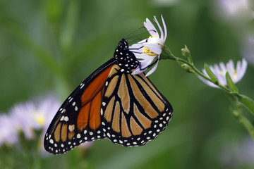 Fototapeta na wymiar Monarch Butterfly (Danaus Plexippus)