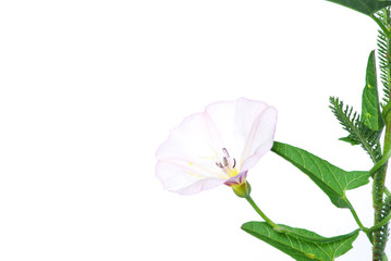 Obraz na płótnie Canvas flowers on white background