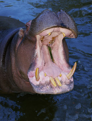 Fototapeta premium Hippo