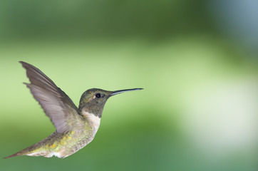 Fototapeta na wymiar Hummingbird w profilu 2
