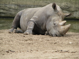 Obraz premium rhinoceros