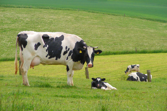 Kuhweide