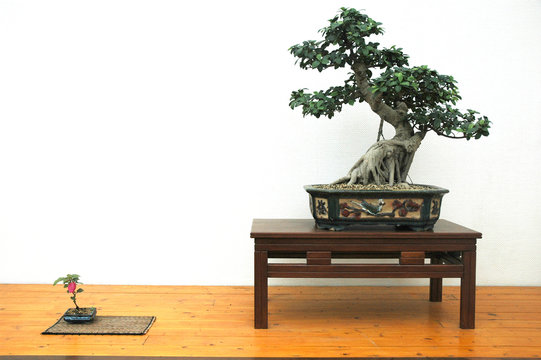 bonzai petit et grand