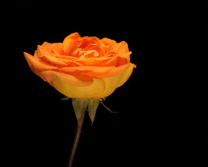 Schöne orange Rose vor schwarzem Hintergrund mit Textfreiraum