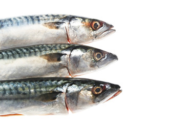 Three mackerel heads isolated on a white background
