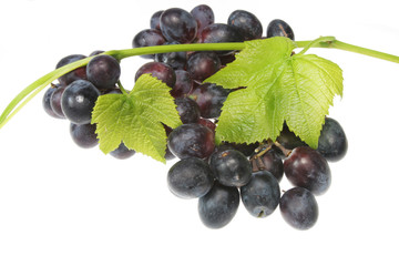 Black grapes and vine isolated on white