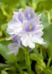Water Hyacinth - Eichhornia Crassipes
