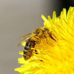 macro bee on yellow dandelion flower
