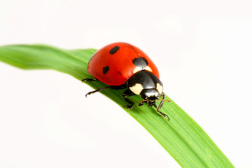 red ladybug on green grass isolated