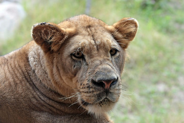 Lioness