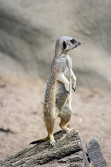 meerkat sentry