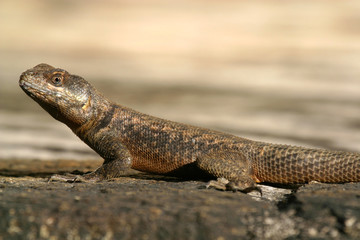 Lizzard sun bathing