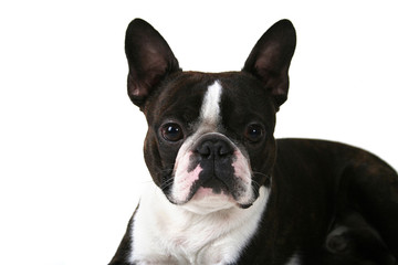 a boston terrier on a white background