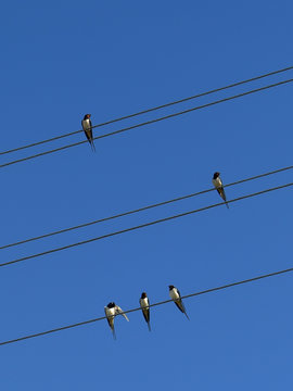 Swallows are sitting in wires