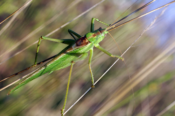 Grande sauterelle verte