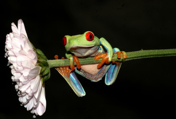 Red Eyed Tree Frog