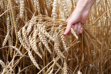 Fototapeta na wymiar Hand in wheat field..