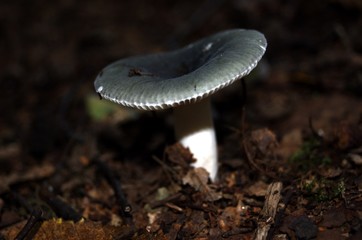 Herbst im Wald