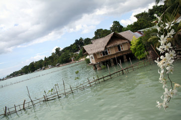 Fototapeta premium Orchidée sur Pilotis (Ile de Bohol - Philippines)