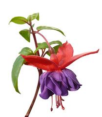 fuchsia7