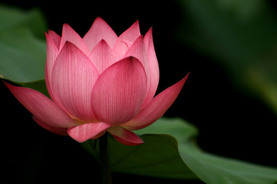 Fototapeta plante aquatique et symbole de la religion bouddhiste