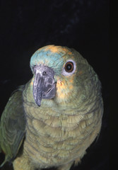 gros plan sur la tete de l'amazone a front bleu