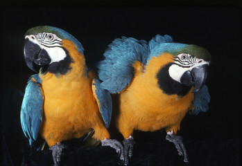 duo de ara araruena © Callalloo Twisty