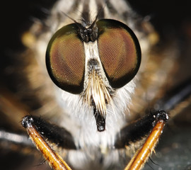 Fly portrait with big eyes