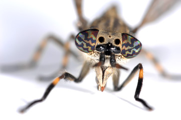 Portrait of a gad-fly with big eyes