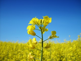 Obraz premium Blühendes Rapsfeld vor blauem Himmel mit einzelner Rapsblüte