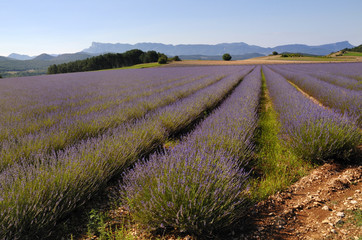 champ de lavande