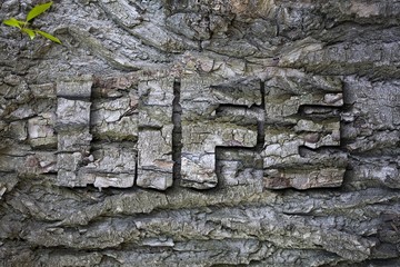 old bark life